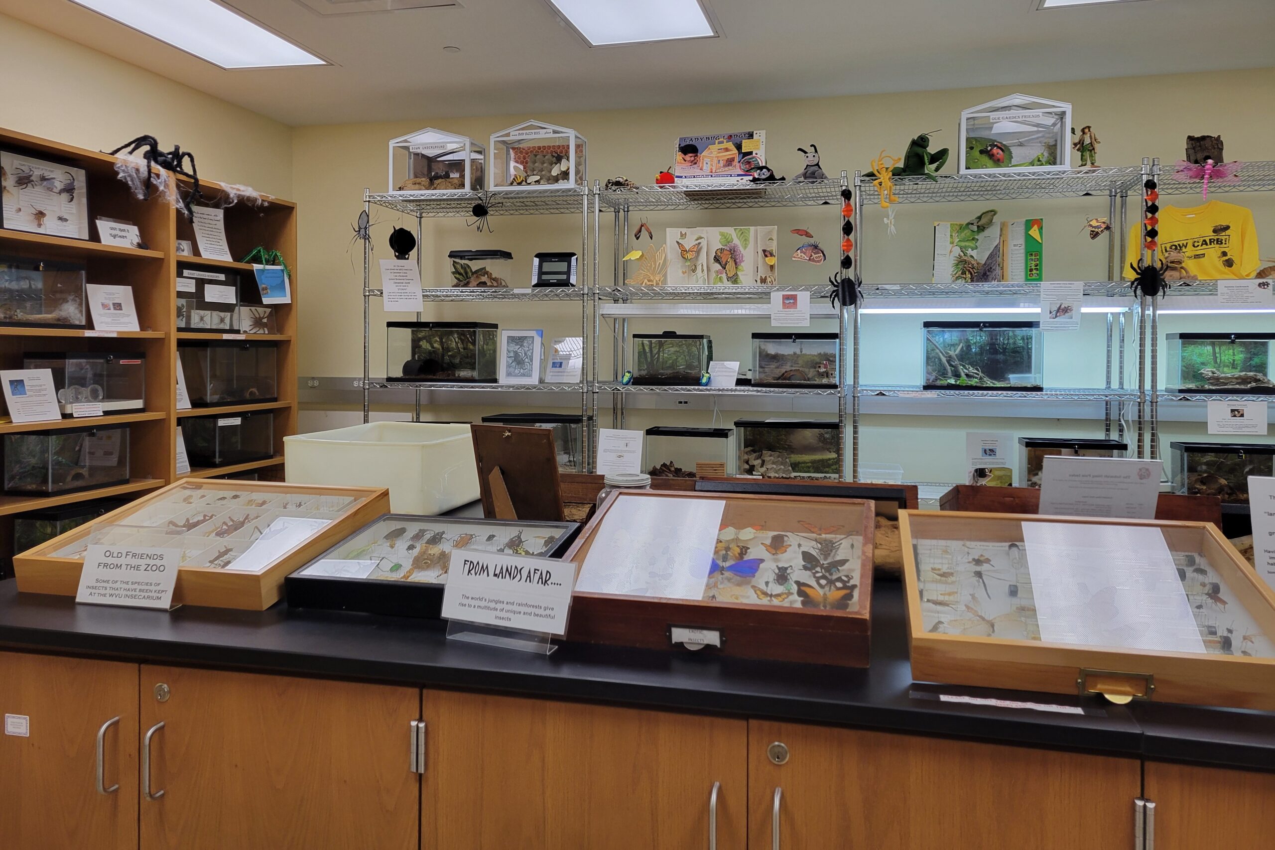 WVU Insect Zoo: a hidden gem demonstrating the beauty and complexity of the insect world